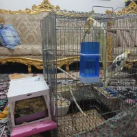 عروس هلندی مولد با دوتا جوجه