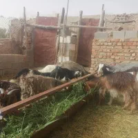 کهره