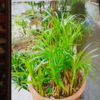 گلدون با گیاه