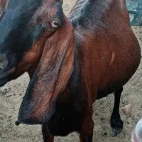 بز پاکستانی دو قلو زا