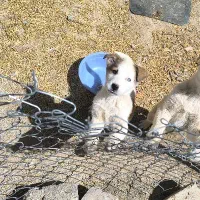 هاسکی