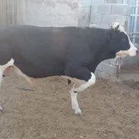 گوساله چاق
