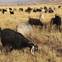 گله بز ( فروش به تعداد دلخواه مشتری)