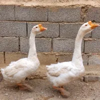 غاز