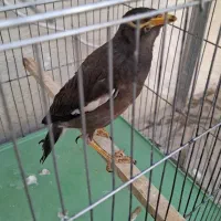 مرغ مینا