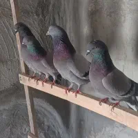 فروش کبوتر