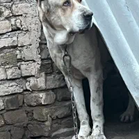 سگ آلابای اصیل روسیه ای
