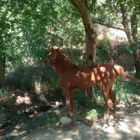 اسب نژاد کرد عرب پنج سال پنج نشان