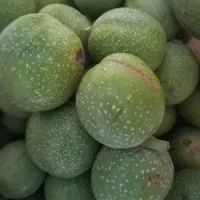 گردو تازه درشت