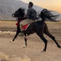 اسب نریان مشکی واکس