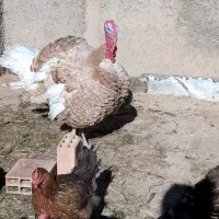 بوقلمون نر محلی