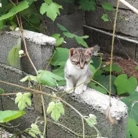 واگذاری گربه dsh