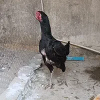 مرغ و خروس