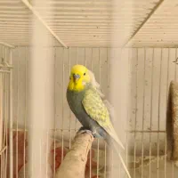 مرغ عشق انگلیسی نر