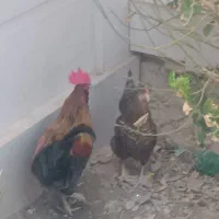 مرغ