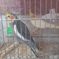 یک جفت عروس هلندی با جوجه