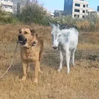 سگ سرابی برای نسل کشی