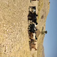 بز کهره دار