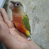 جوجه راهب و گرینچیک سرلاکی