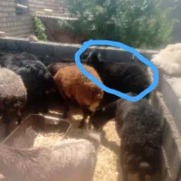 گوسفند شیشک چاق گوشتی