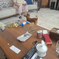 سگ پمرین اشپیتز