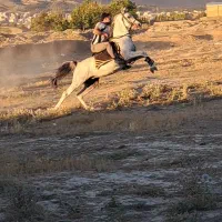 اسب|اسب و تجهیزات اسب‌سواری|ملایر, |دیوار