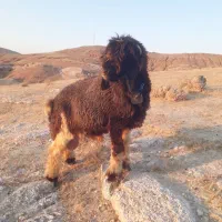 بره اصل