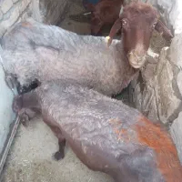 دو میش دندون دار