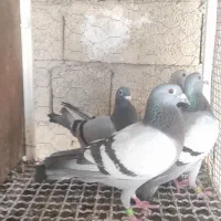 سبز رنگ روشن