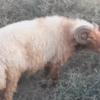 قوچ ..‌خروف