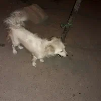 سگ پا کوتاه ماده