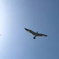 سپر سمند نقره ای رنگ شه