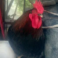 ۱۰ عدد خروس جوان نژاد گلپایگانی استثنایی
