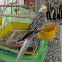 عروس هلندی