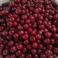 آلبالو درجه یک