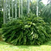 سیکاس ۱۰ ساله