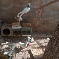 فروش کفتر مهریز