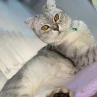گربه اسکاتیش