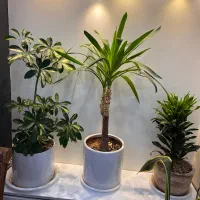 گل آپارتمانی همه یکجا ۳تومن