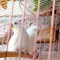 جفت مرغ عشق مولد