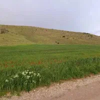 زمین کشاورزی