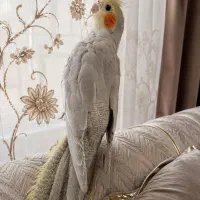 عروس هلندی