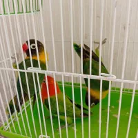 طوطی برزیلی یقه زرد