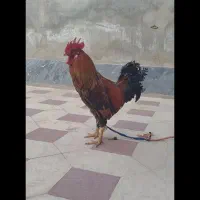 خروس محلی