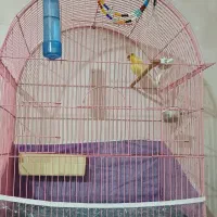 پرنده
