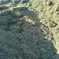 علوفه گوسفندی و گاوی