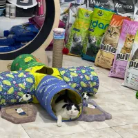 پت شاپ دکتر علمی حمام و اصلاح حیوانات سگ و گربه