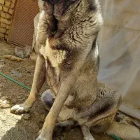 سگ نر سرابی