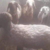 میش آبستن و بره دار دو بهر ترکی جوان چاق چاق