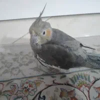 عروس هلندی ماده